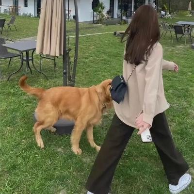 白日美人